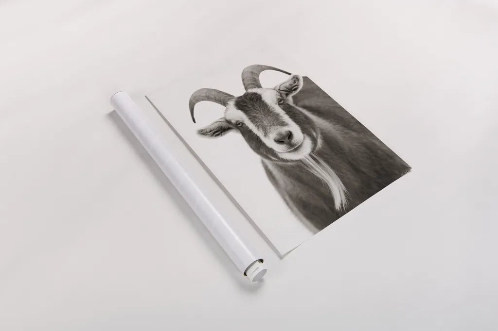 Susan the Goat BW by Deborah Revell. shown as a rolled paper print. Available as archival giclee rolled canvas, fine art paper, or poster print. SKU 96324h.