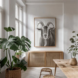 Susan the Goat BW by Deborah Revell. shown as a print in a natural wood frame in a dining room. Available as a archival giclee rolled canvas, fine art paper, or poster print. SKU 96324h.