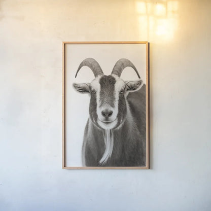 Susan the Goat BW by Deborah Revell. shown as a paper print in a natural frame. Available as a archival giclee rolled canvas, fine art paper, or poster print. SKU 96324h.