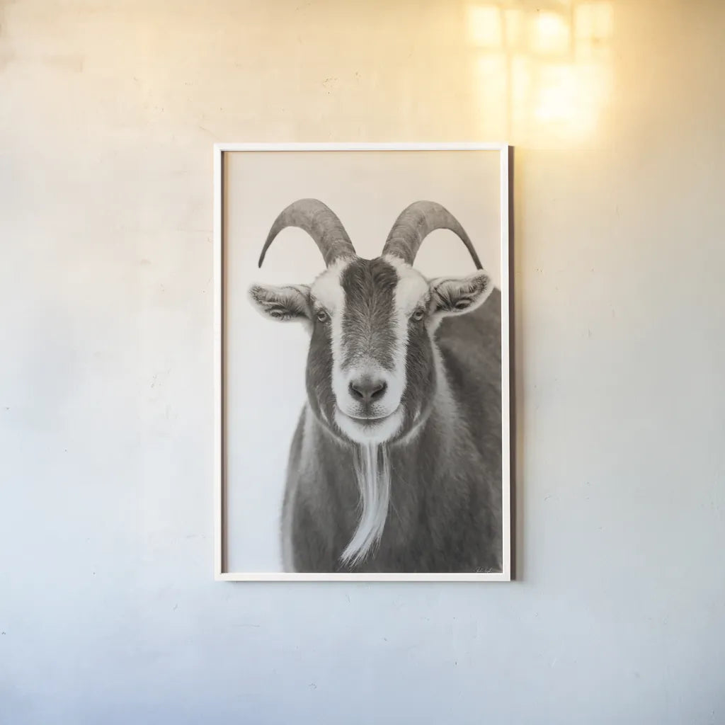 Susan the Goat BW by Deborah Revell. shown as a paper print in a white frame. Available as a archival giclee rolled canvas, fine art paper, or poster print. SKU 96324h.