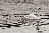 Swan Family Sepia by Deborah Revell. SKU 96819i. Archival Giclee Fine art print for wall decor.