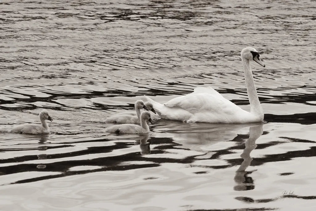 Swan Family Sepia by Deborah Revell. SKU 96819i. Archival Giclee Fine art print for wall decor.