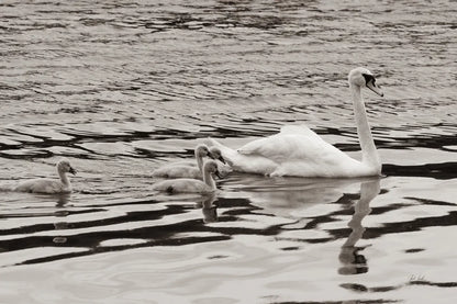 Swan Family Sepia by Deborah Revell. SKU 96819i. Archival Giclee Fine art print for wall decor.