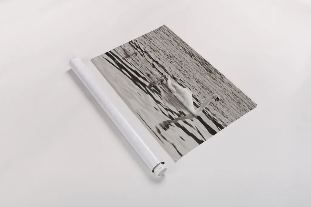 Swan Family Sepia by Deborah Revell. shown as a rolled paper print. Available as archival giclee rolled canvas, fine art paper, or poster print. SKU 96819i.