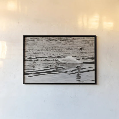 Swan Family Sepia by Deborah Revell. shown as a paper print in a black flame. Available as a archival giclee rolled canvas, fine art paper, or poster print. SKU 96819i.