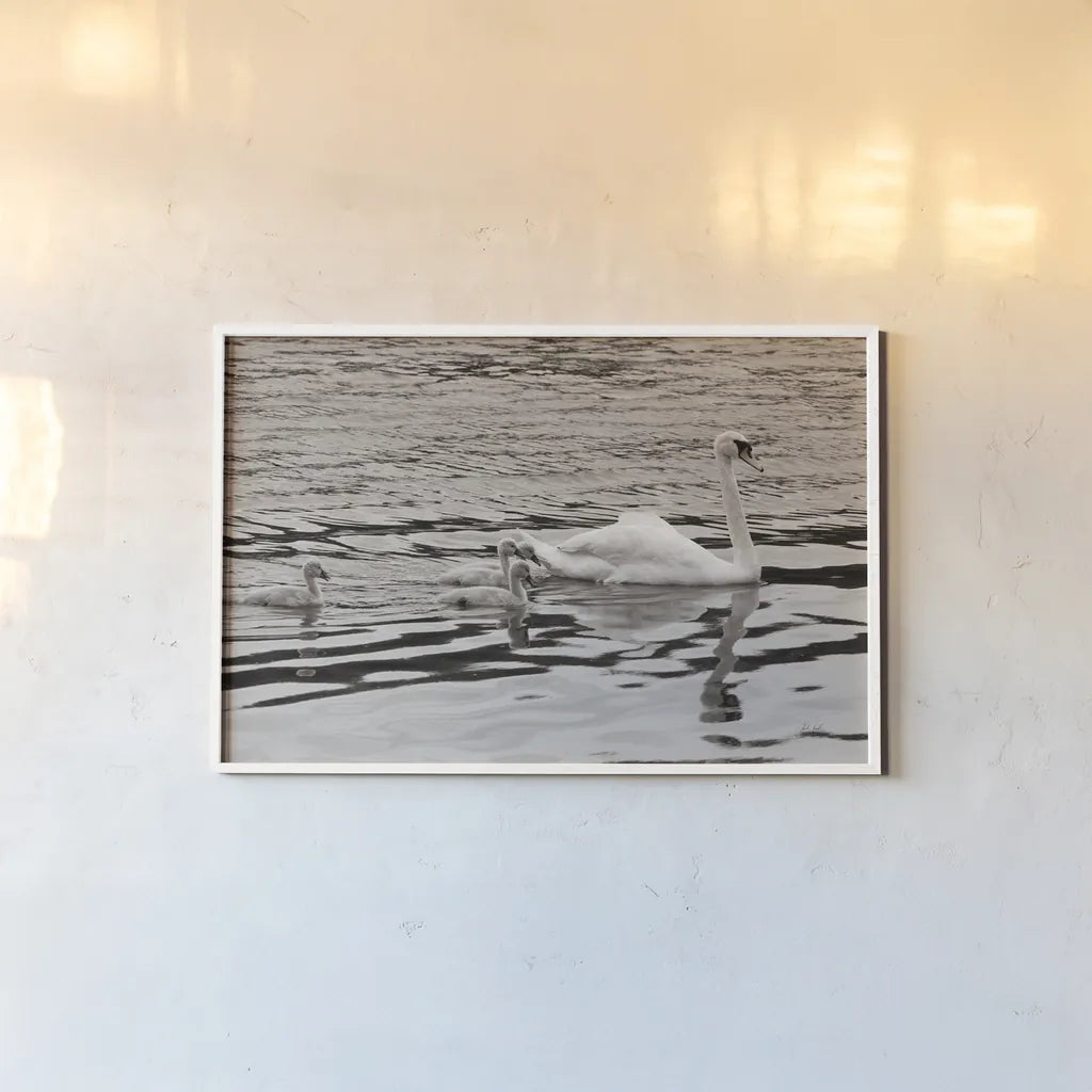 Swan Family Sepia by Deborah Revell. shown as a paper print in a white frame. Available as a archival giclee rolled canvas, fine art paper, or poster print. SKU 96819i.