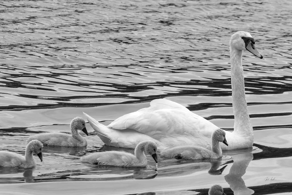 Swan and Cygnets by Deborah Revell. SKU 96816i. Archival Giclee Fine art print for wall decor.