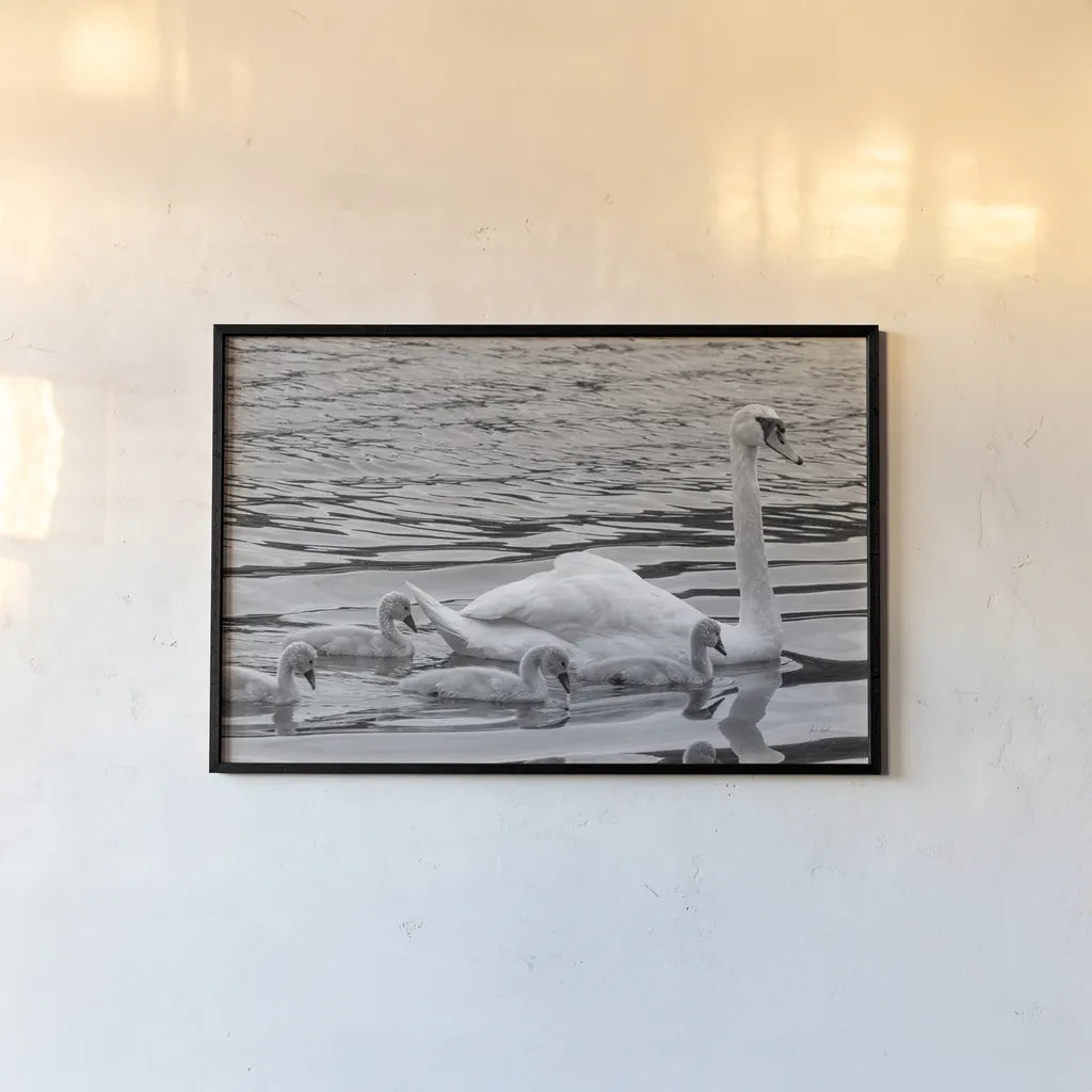 Swan and Cygnets by Deborah Revell. shown as a paper print in a black flame. Available as a archival giclee rolled canvas, fine art paper, or poster print. SKU 96816i.