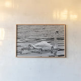 Swan and Cygnets by Deborah Revell. shown as a paper print in a natural frame. Available as a archival giclee rolled canvas, fine art paper, or poster print. SKU 96816i.