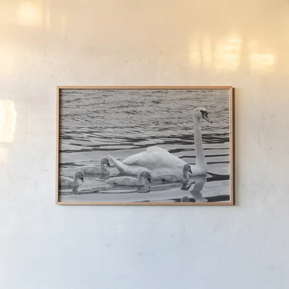 Swan and Cygnets by Deborah Revell. shown as a paper print in a natural frame. Available as a archival giclee rolled canvas, fine art paper, or poster print. SKU 96816i.