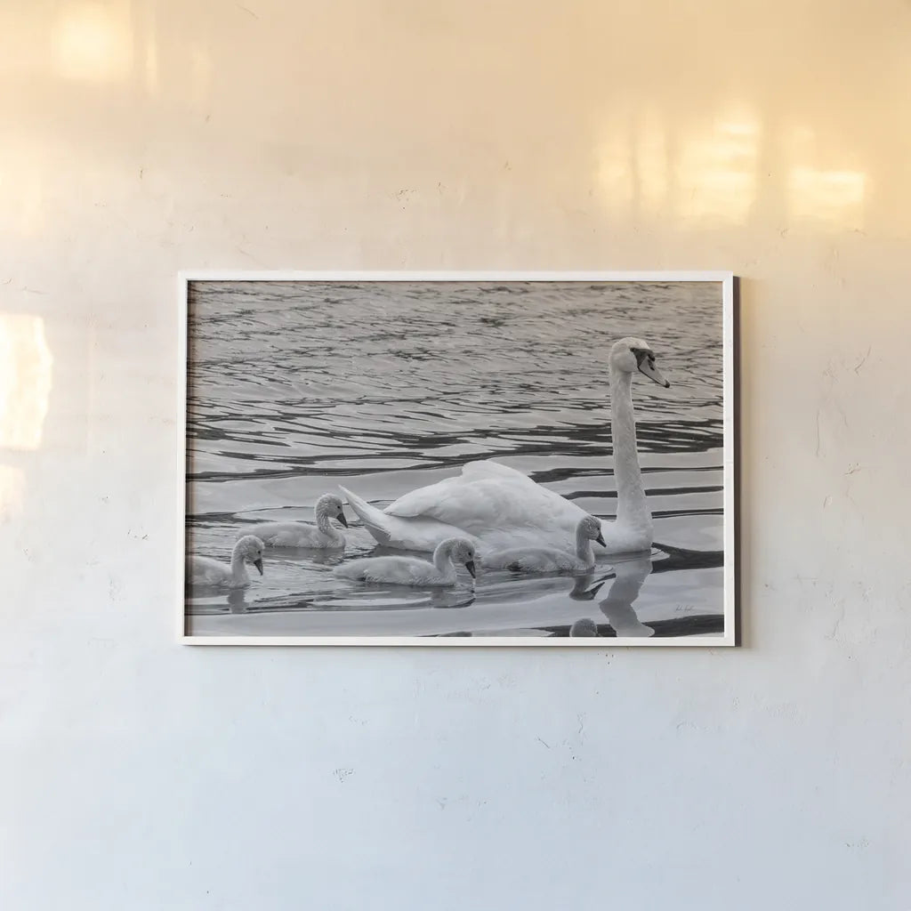 Swan and Cygnets by Deborah Revell. shown as a paper print in a white frame. Available as a archival giclee rolled canvas, fine art paper, or poster print. SKU 96816i.