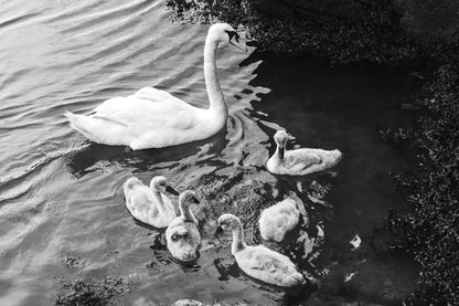 Swans on the Lake by Deborah Revell. SKU 96818i. Archival Giclee Fine art print for wall decor.