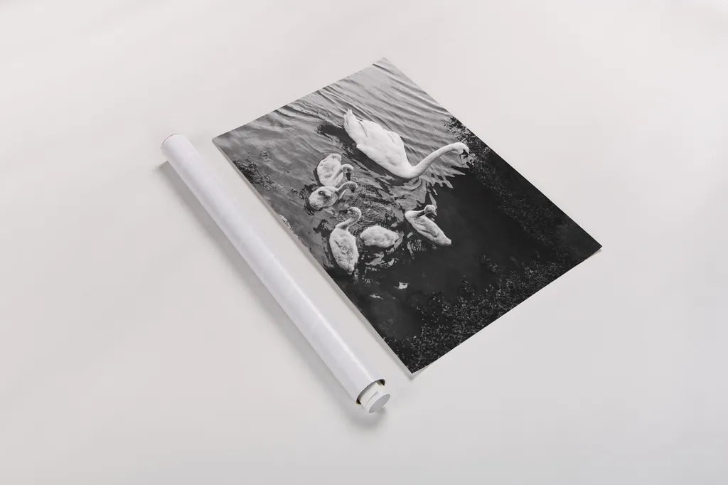 Swans on the Lake by Deborah Revell. shown as a rolled paper print. Available as archival giclee rolled canvas, fine art paper, or poster print. SKU 96818i.