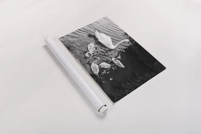 Swans on the Lake by Deborah Revell. shown as a rolled paper print. Available as archival giclee rolled canvas, fine art paper, or poster print. SKU 96818i.