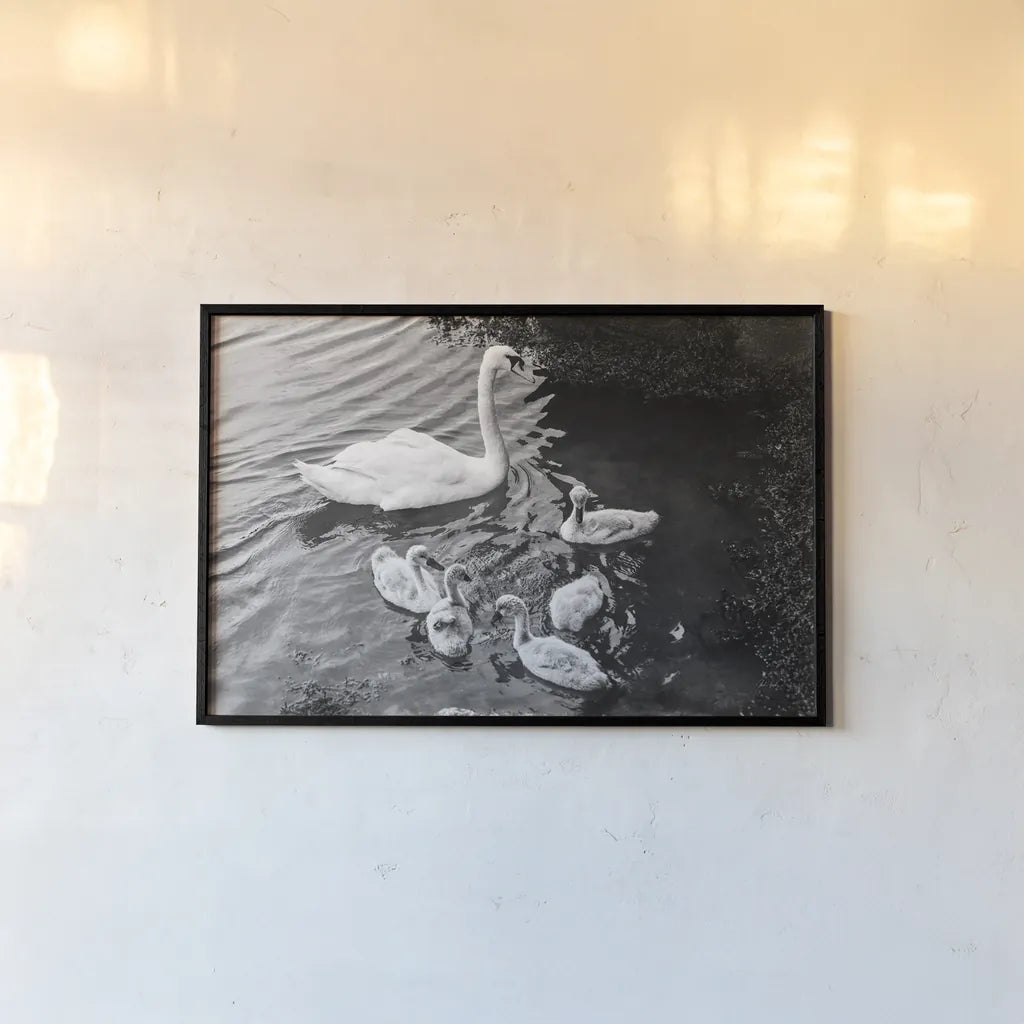 Swans on the Lake by Deborah Revell. shown as a paper print in a black flame. Available as a archival giclee rolled canvas, fine art paper, or poster print. SKU 96818i.