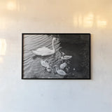 Swans on the Lake by Deborah Revell. shown as a paper print in a black flame. Available as a archival giclee rolled canvas, fine art paper, or poster print. SKU 96818i.