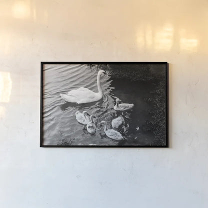 Swans on the Lake by Deborah Revell. shown as a paper print in a black flame. Available as a archival giclee rolled canvas, fine art paper, or poster print. SKU 96818i.