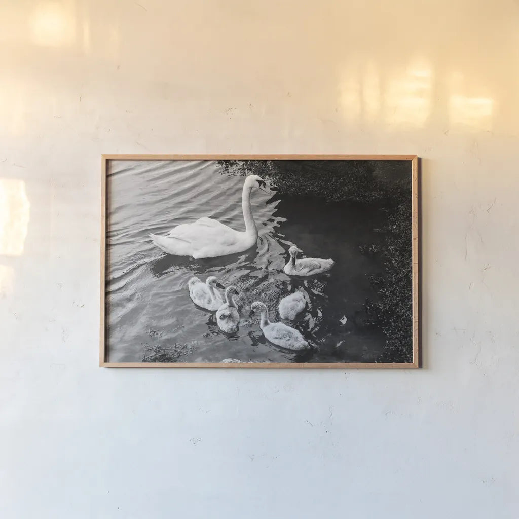 Swans on the Lake by Deborah Revell. shown as a paper print in a natural frame. Available as a archival giclee rolled canvas, fine art paper, or poster print. SKU 96818i.