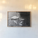 Swans on the Lake by Deborah Revell. shown as a paper print in a natural frame. Available as a archival giclee rolled canvas, fine art paper, or poster print. SKU 96818i.