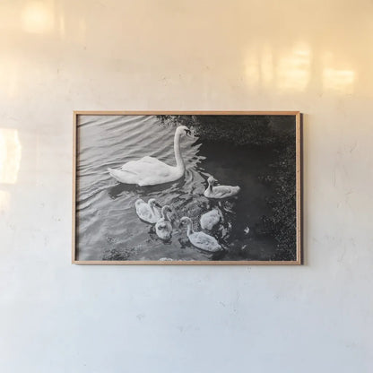 Swans on the Lake by Deborah Revell. shown as a paper print in a natural frame. Available as a archival giclee rolled canvas, fine art paper, or poster print. SKU 96818i.