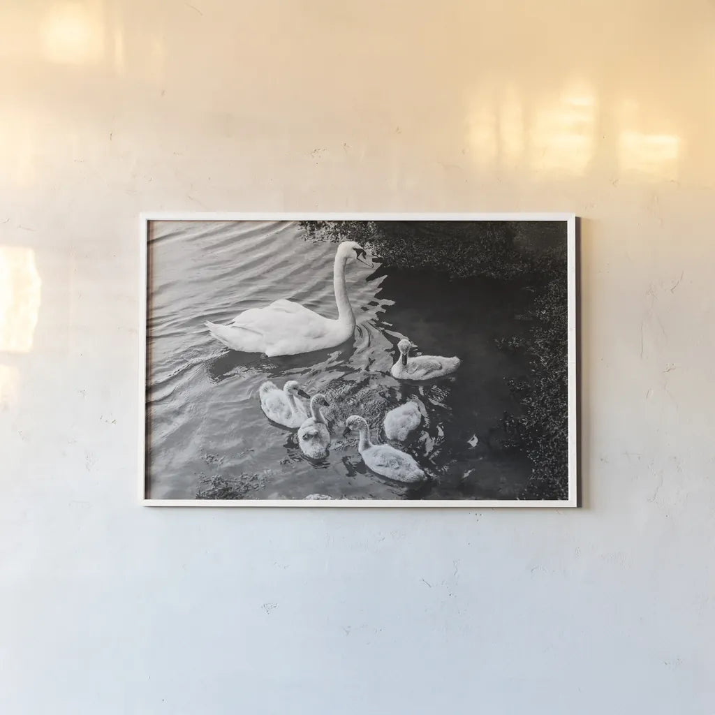 Swans on the Lake by Deborah Revell. shown as a paper print in a white frame. Available as a archival giclee rolled canvas, fine art paper, or poster print. SKU 96818i.