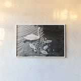 Swans on the Lake by Deborah Revell. shown as a paper print in a white frame. Available as a archival giclee rolled canvas, fine art paper, or poster print. SKU 96818i.