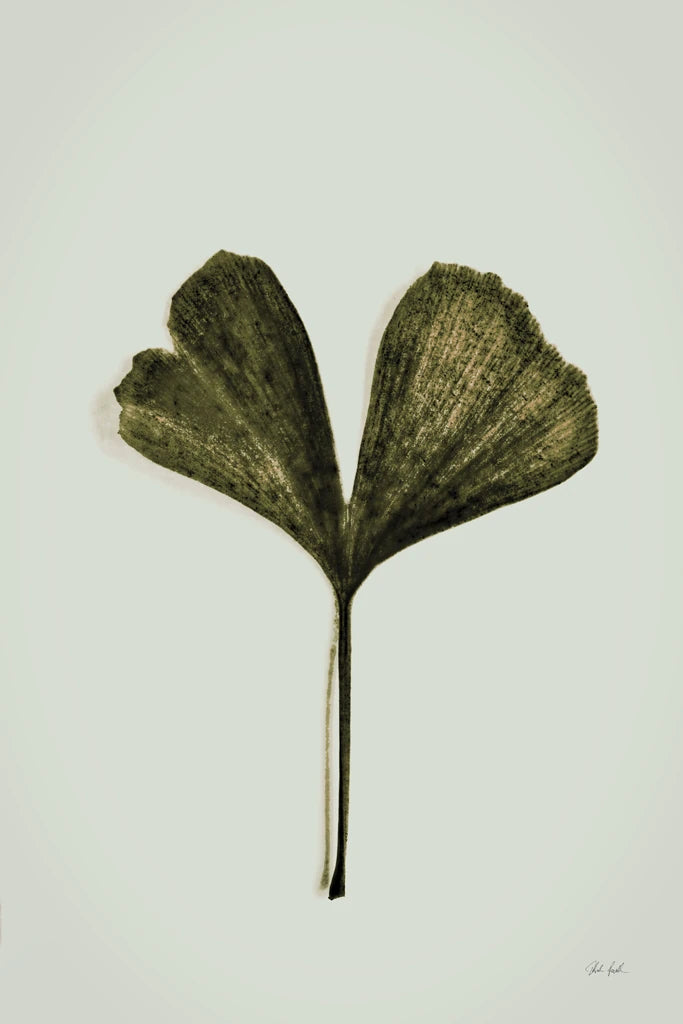 Sycamore by Deborah Revell