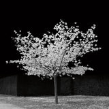 The Blossom Tree by Deborah Revell. SKU 94577a. Archival Giclee Fine art print for wall decor.