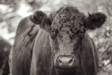 The Cow by Deborah Revell. SKU 94287i. Archival Giclee Fine art print for wall decor.
