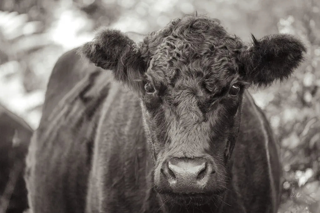 The Cow by Deborah Revell. SKU 94287i. Archival Giclee Fine art print for wall decor.