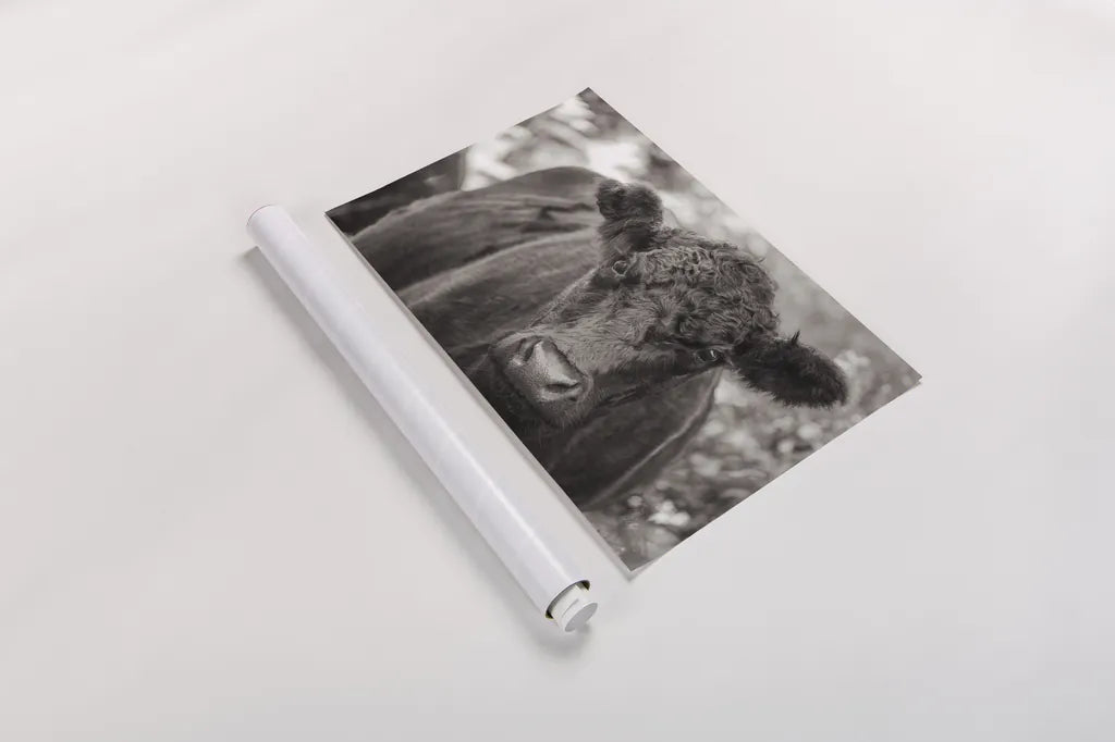 The Cow by Deborah Revell. shown as a rolled paper print. Available as archival giclee rolled canvas, fine art paper, or poster print. SKU 94287i.