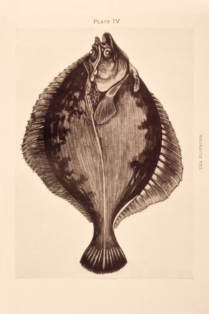 The Flounder by Deborah Revell. SKU 95765h. Archival Giclee Fine art print for wall decor.