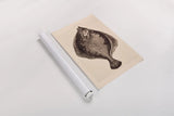 The Flounder by Deborah Revell. shown as a rolled paper print. Available as archival giclee rolled canvas, fine art paper, or poster print. SKU 95765h.