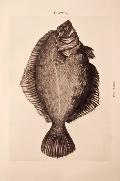 The Plaice by Deborah Revell. SKU 95766h. Archival Giclee Fine art print for wall decor.