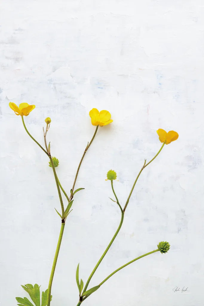 Three Buttercups by Deborah Revell. SKU 93423h. Archival Giclee Fine art print for wall decor.