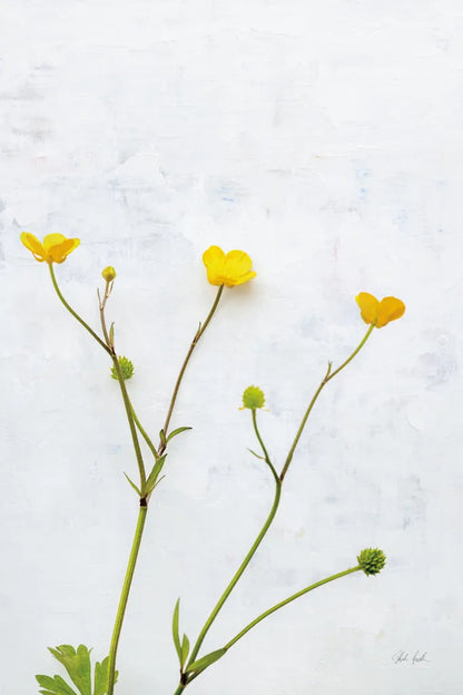 Three Buttercups by Deborah Revell. SKU 93423h. Archival Giclee Fine art print for wall decor.