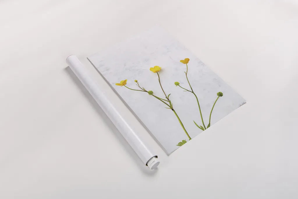Three Buttercups by Deborah Revell. shown as a rolled paper print. Available as archival giclee rolled canvas, fine art paper, or poster print. SKU 93423h.