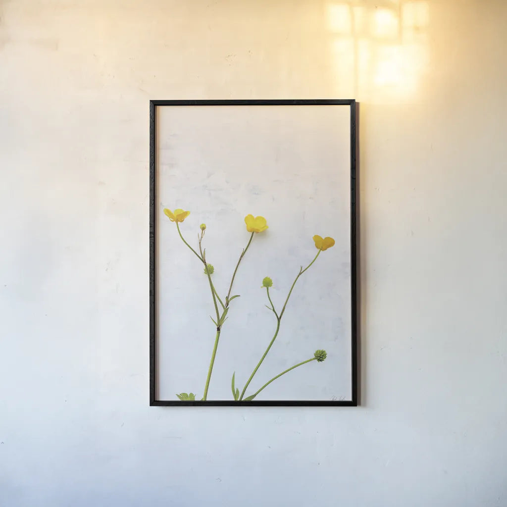 Three Buttercups by Deborah Revell. shown as a paper print in a black flame. Available as a archival giclee rolled canvas, fine art paper, or poster print. SKU 93423h.