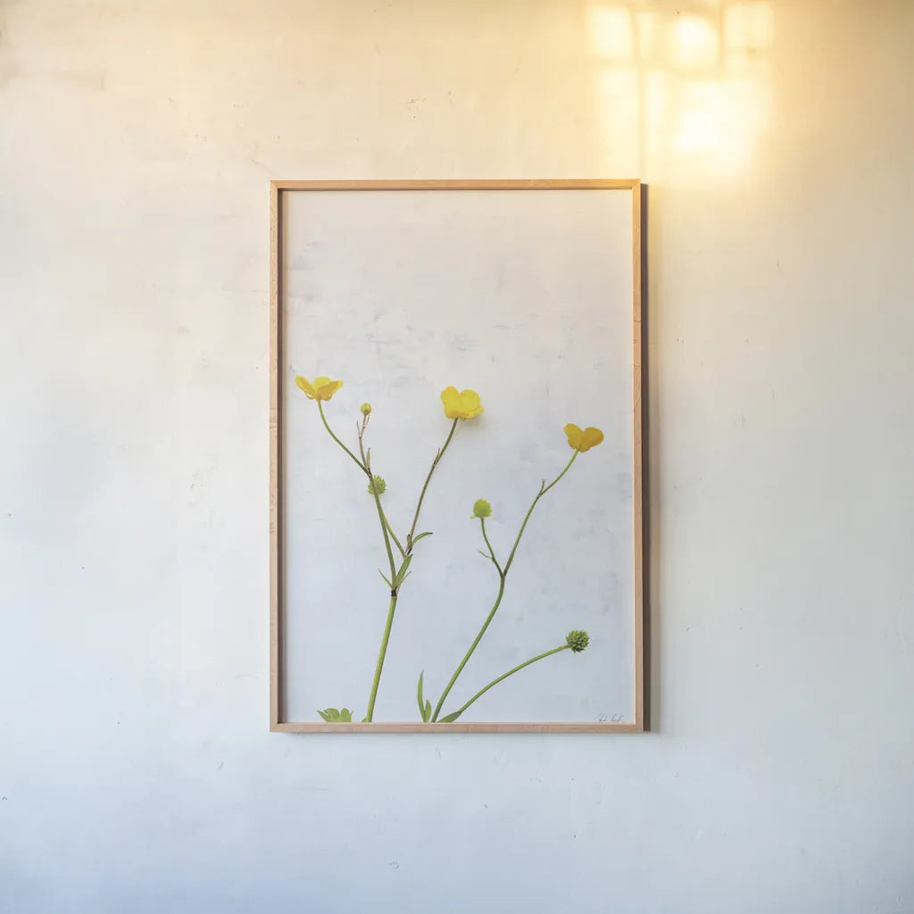 Three Buttercups by Deborah Revell. shown as a paper print in a natural frame. Available as a archival giclee rolled canvas, fine art paper, or poster print. SKU 93423h.