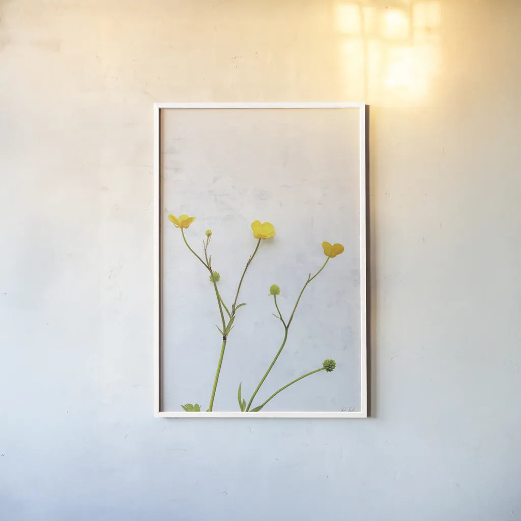 Three Buttercups by Deborah Revell. shown as a paper print in a white frame. Available as a archival giclee rolled canvas, fine art paper, or poster print. SKU 93423h.