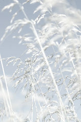 Through the Grass by Deborah Revell. SKU 98512h. Archival Giclee Fine art print for wall decor.