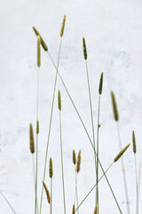 Timothy Grass by Deborah Revell. SKU 93433h. Archival Giclee Fine art print for wall decor.