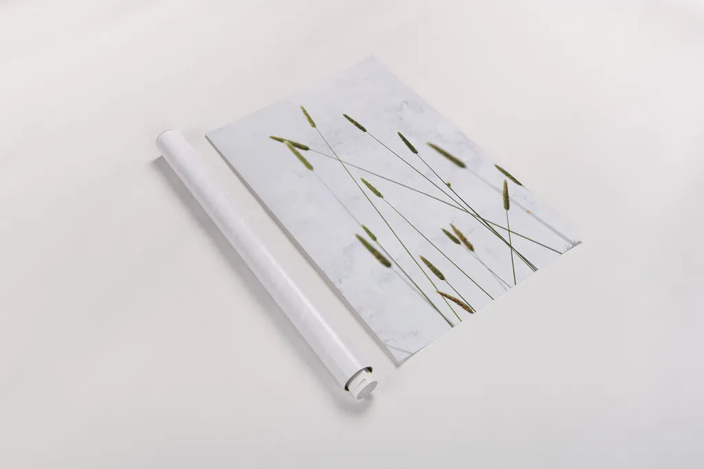 Timothy Grass by Deborah Revell. shown as a rolled paper print. Available as archival giclee rolled canvas, fine art paper, or poster print. SKU 93433h.