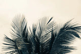 Tropical Palm II by Deborah Revell. SKU 104963i. Archival Giclee Fine art print for wall decor.