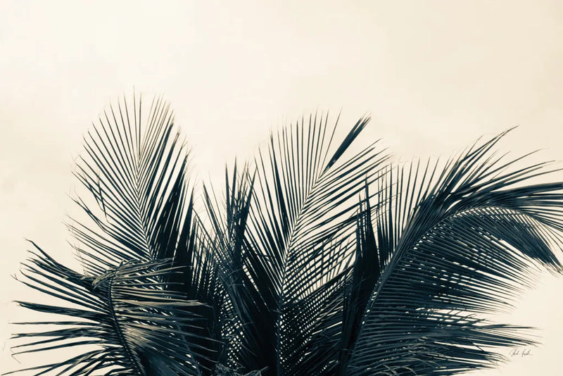 Tropical Palm II by Deborah Revell. SKU 104963i. Archival Giclee Fine art print for wall decor.