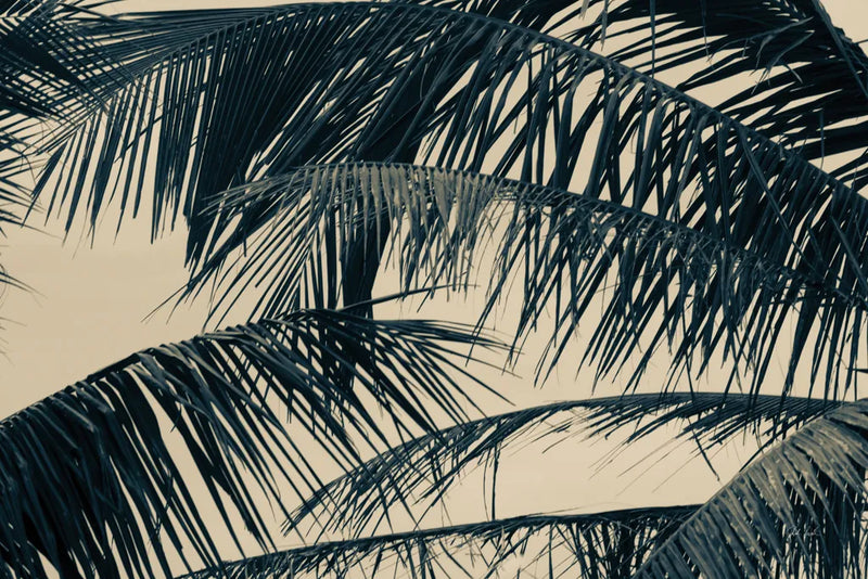Tropical Palm III by Deborah Revell. SKU 104964i. Archival Giclee Fine art print for wall decor.