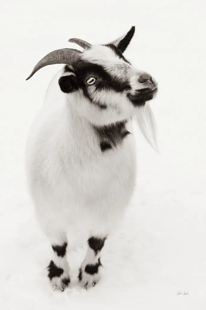 Two Little Goats I BW by Deborah Revell. SKU 96310h. Archival Giclee Fine art print for wall decor.