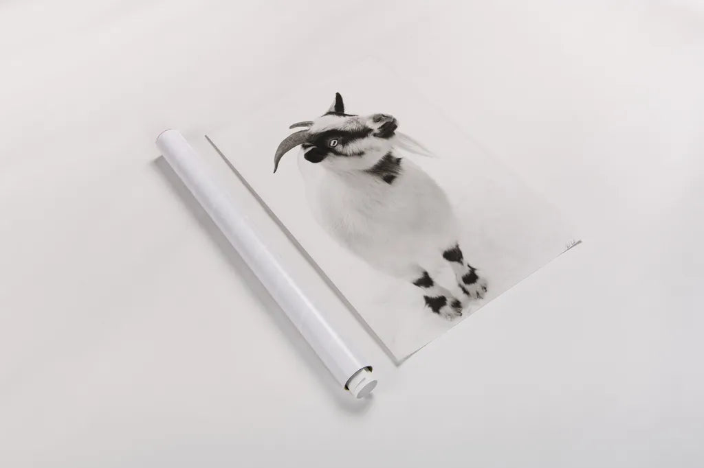 Two Little Goats I BW by Deborah Revell. shown as a rolled paper print. Available as archival giclee rolled canvas, fine art paper, or poster print. SKU 96310h.