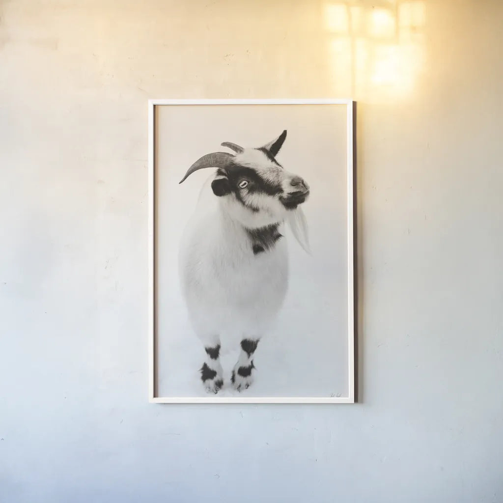 Two Little Goats I BW by Deborah Revell. shown as a paper print in a white frame. Available as a archival giclee rolled canvas, fine art paper, or poster print. SKU 96310h.