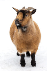 Two Little Goats II by Deborah Revell. SKU 96309h. Archival Giclee Fine art print for wall decor.